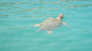 11807424_10207546701049384_3618928503184135259_o