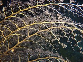 12376844_10205488091594598_360613685536003512_n