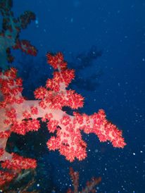 12417514_10205485355606200_7134090621089202898_n