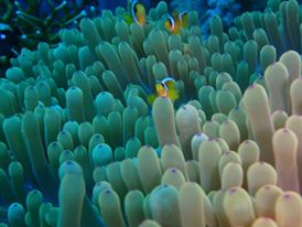 12494789_10205488125715451_4198828775140556867_n