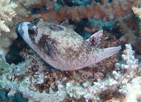 12931013_10205485266203965_4862294862691956605_n