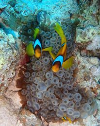 934706_10205405803337443_110212338813827451_n