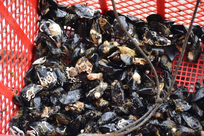 13227471_10205798534155468_6903657023017093507_o