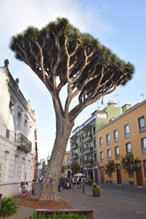 14502866_10206652531024856_8315948856831832848_n