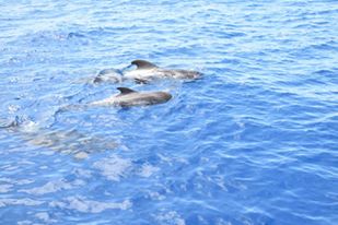 14581381_10206694784601169_5231921159230322833_n