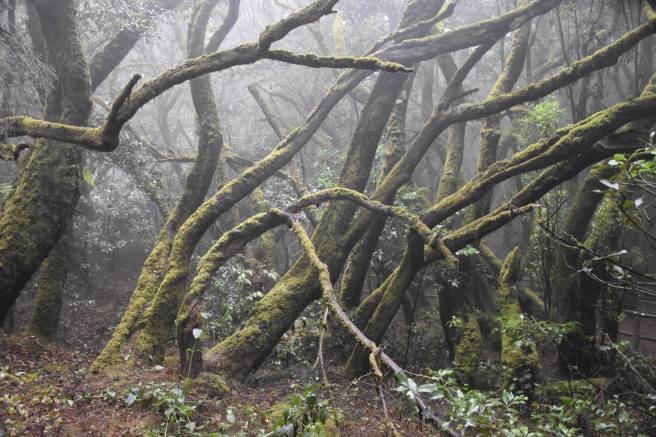 14612623_10206702249467786_2620580309618313139_o