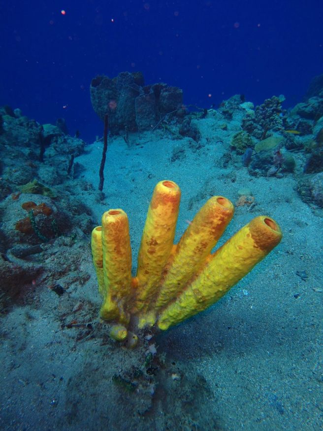 16487907_10207657077017878_9076019470367803441_o