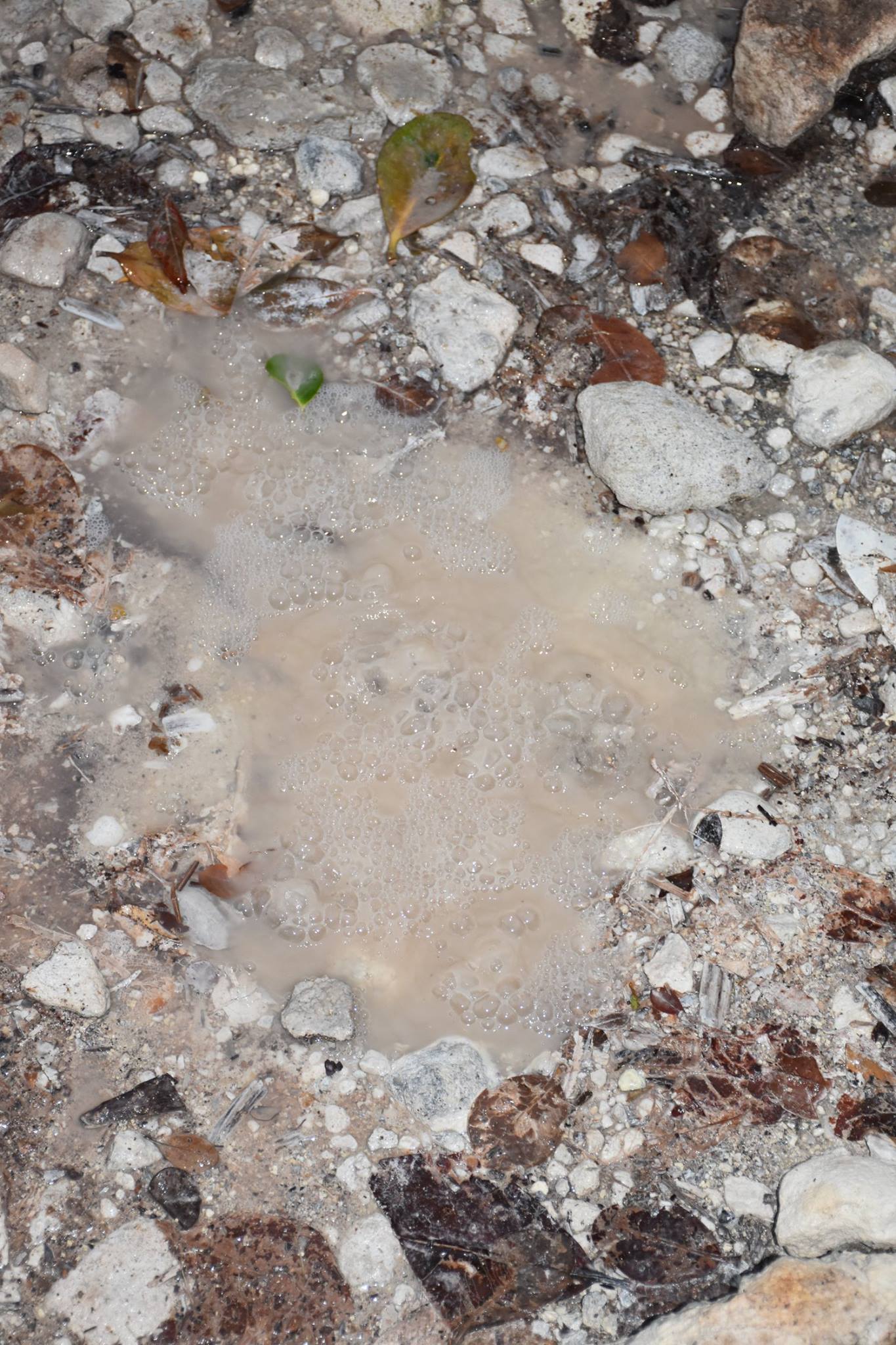 16722821_10207702979245405_8158916137430582570_o