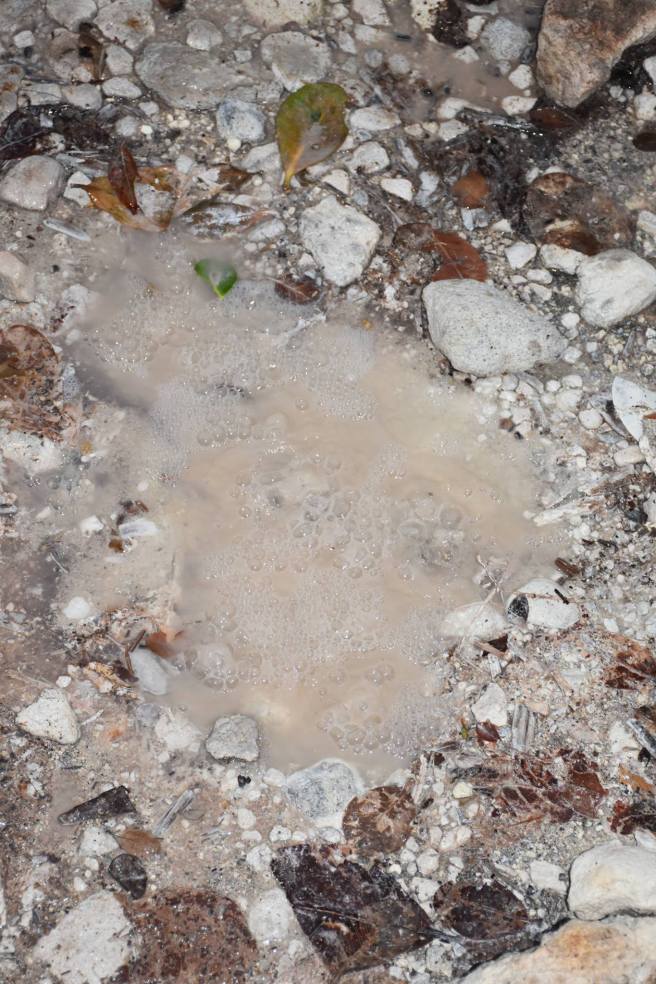 16722821_10207702979245405_8158916137430582570_o