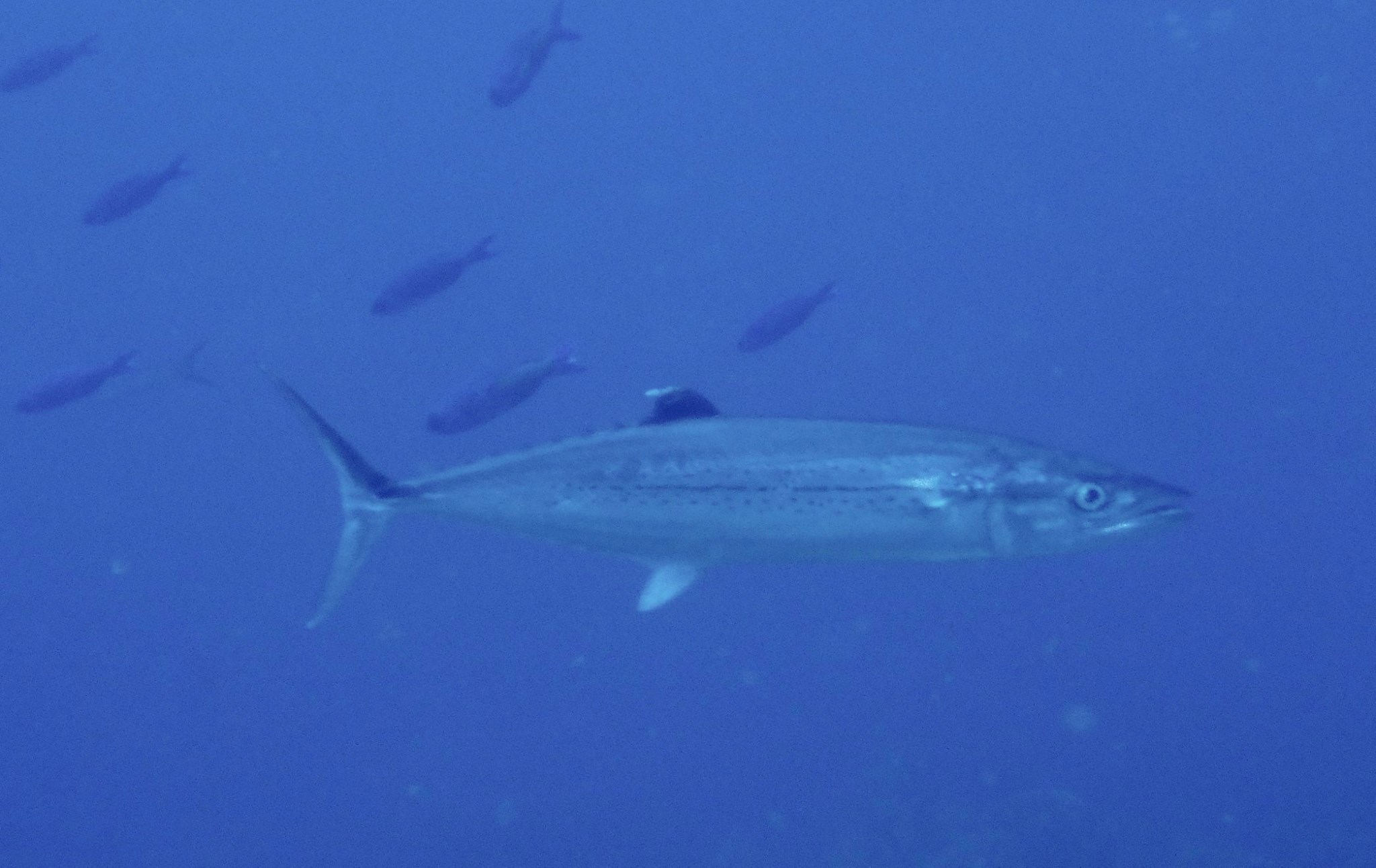 16836341_10207792481202898_4771737826372359594_o