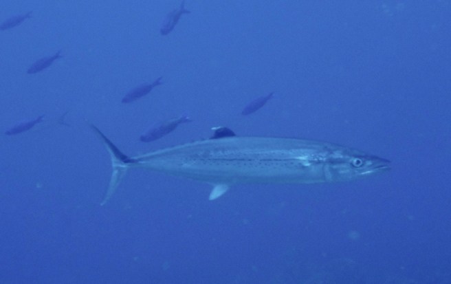 16836341_10207792481202898_4771737826372359594_o