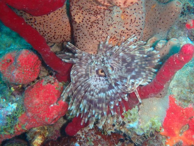 16904710_10207794775340250_8813257158336107195_o