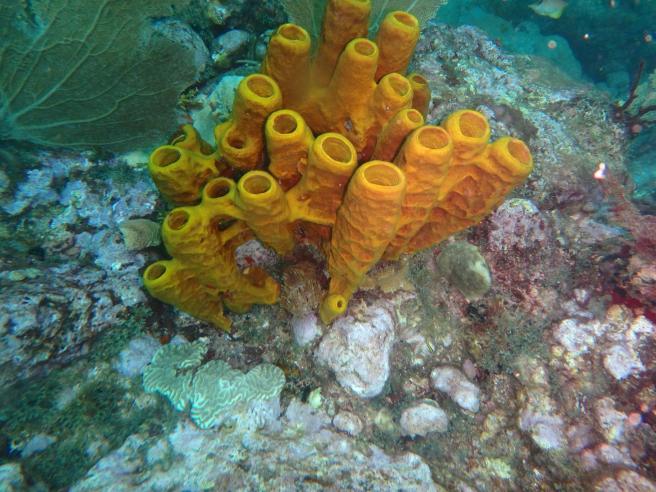 16904722_10207794793740710_2755046527693239230_o