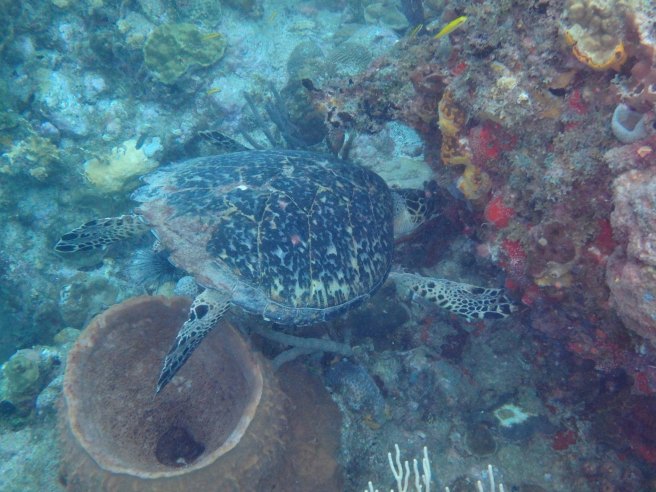 16992213_10207794835501754_2982728480952599276_o