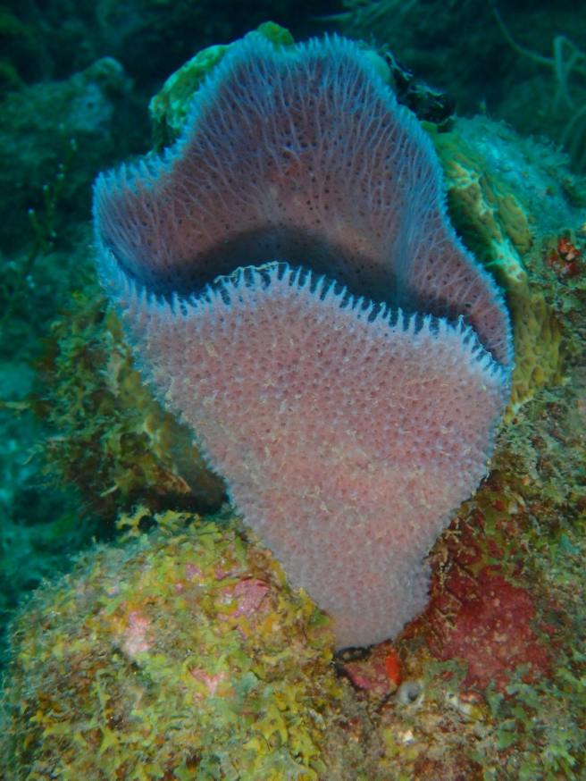 16992424_10207794780940390_5143575329400167063_o