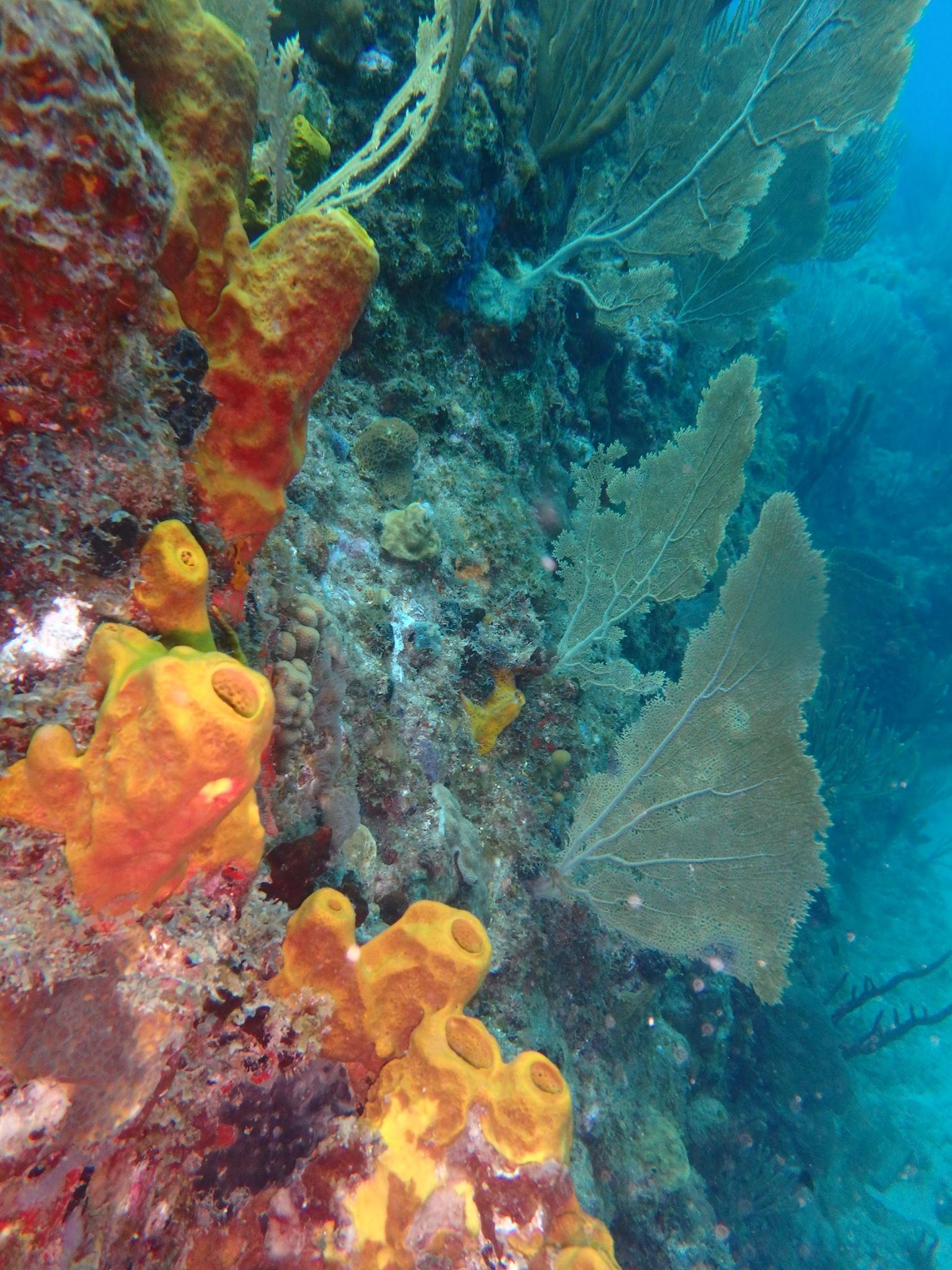 17015702_10207794796820787_8900276934502373030_o