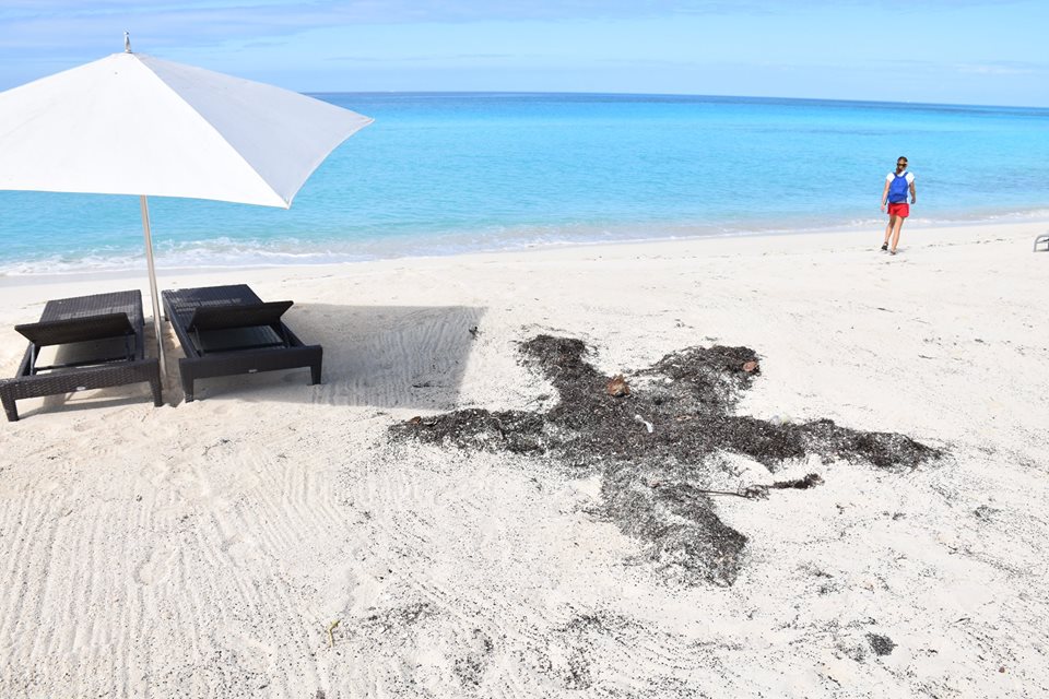 27332570_10210272218714786_5443347647825470738_n